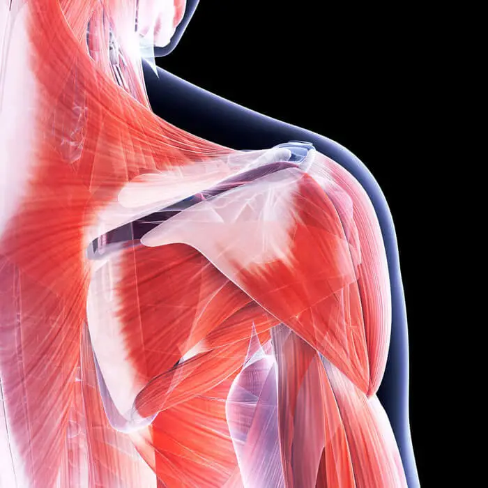Faszientherapie in Düsseldorf – anatomische Darstellung der Muskeln und Faszien